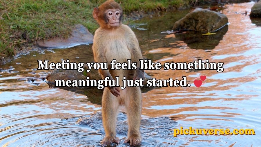 Rizz Monkey GIF Pick Up Lines