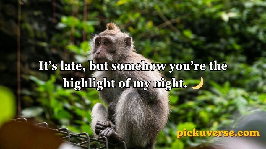 Rizz Monkey GIF Pick Up Lines