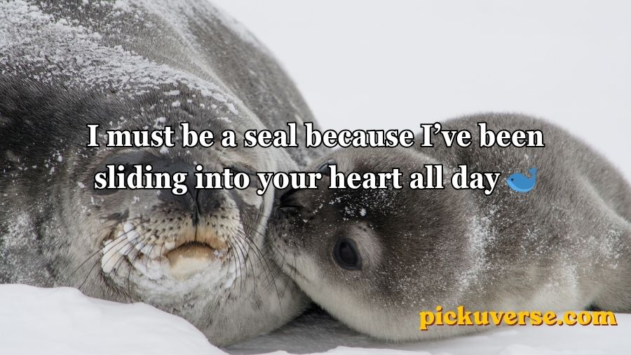 Seal Pickup Lines