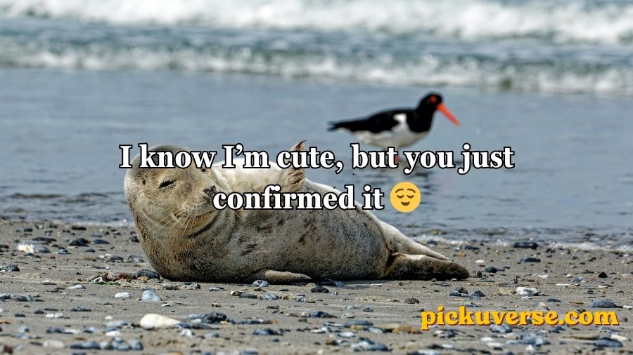 Seal Pickup Lines