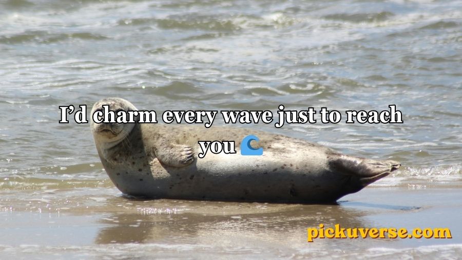 Seal Pickup Lines