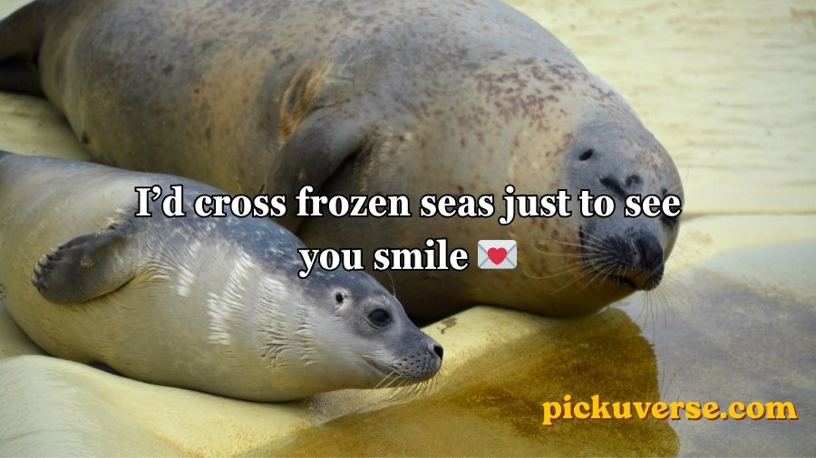 Seal Pickup Lines