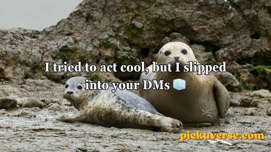 Seal Pickup Lines