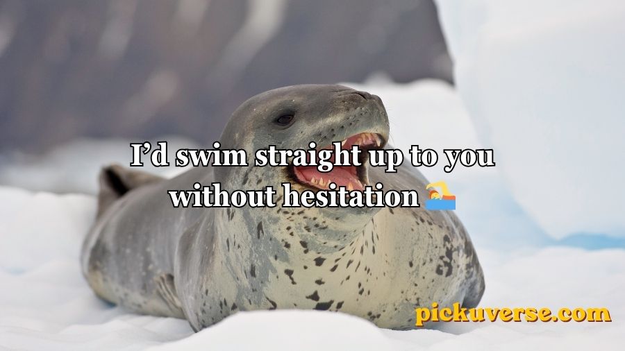 Seal Pickup Lines