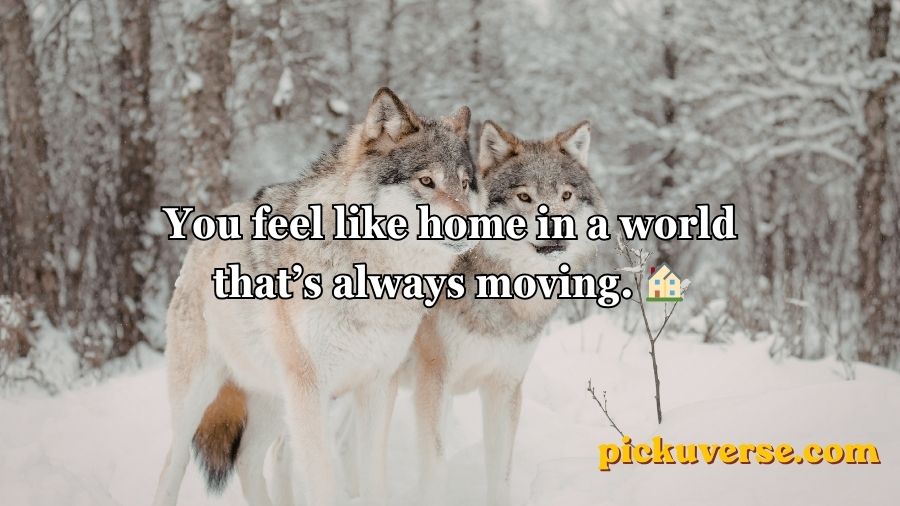 Wolf Pick Up Lines