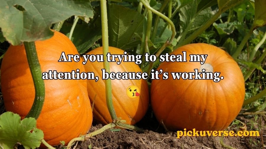 Pumpkin Pick Up Lines