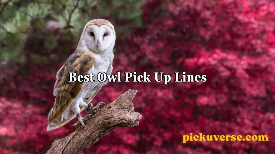 Best Owl Pick Up Lines