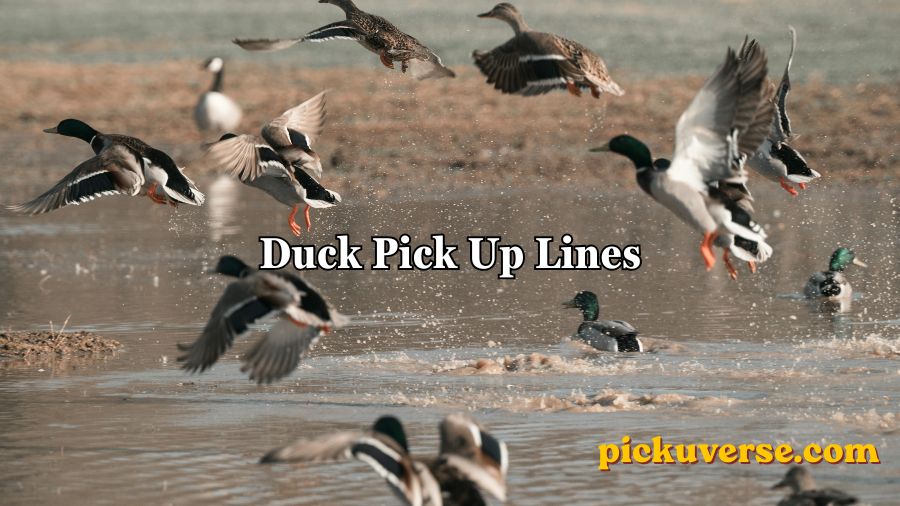 Duck Pick Up Lines