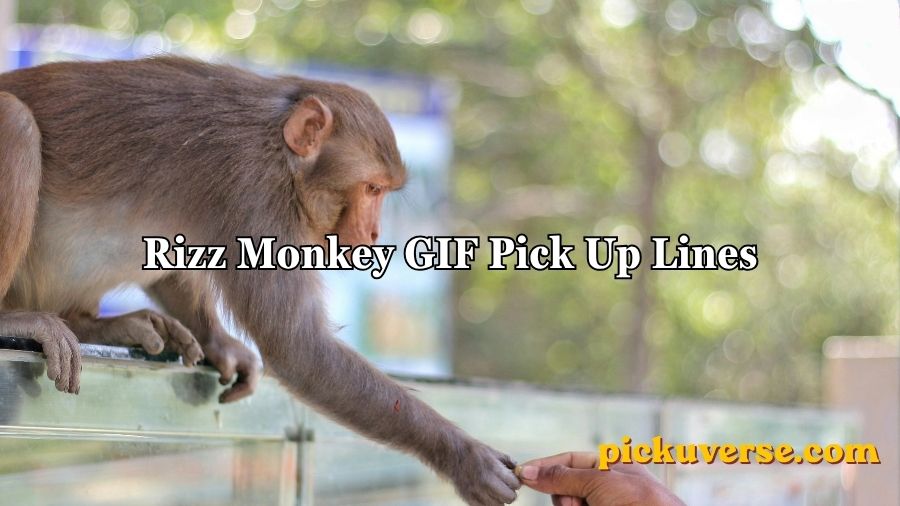 Rizz Monkey GIF Pick Up Lines