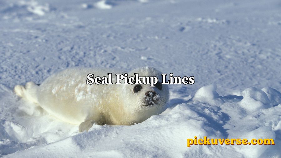 Seal Pickup Lines