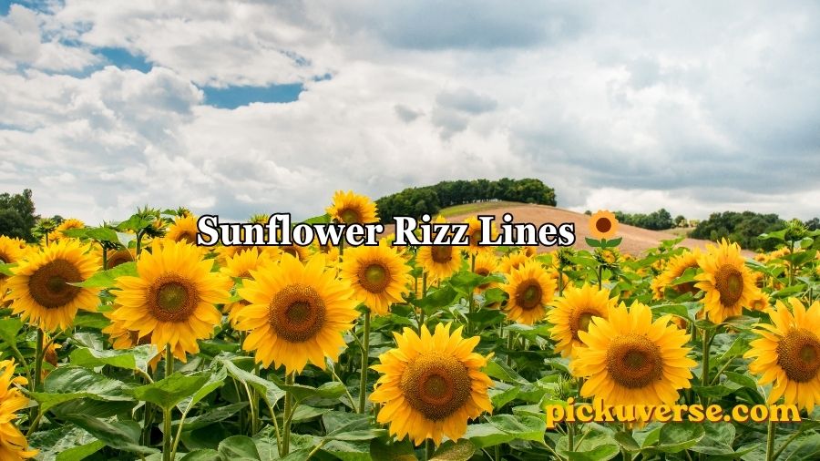 Sunflower Rizz Lines