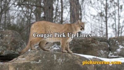 Cougar Pick Up Lines