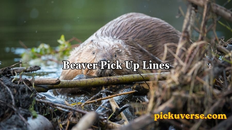 Beaver Pick Up Lines