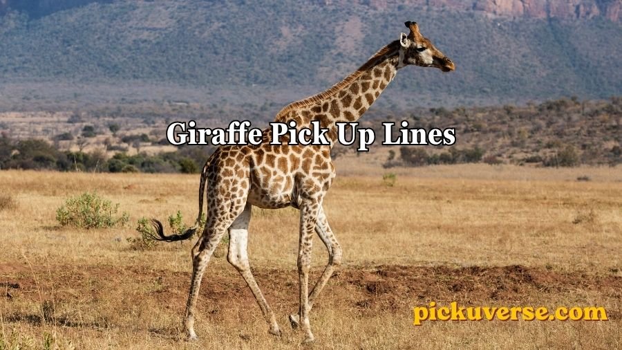 Giraffe Pick Up Lines