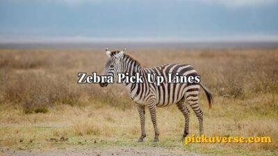 Zebra Pick Up Lines